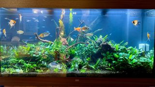 Juwel Rio 350 LED – po pravidelnej údržbe od Akvaland.sk Takto vyzerá akvárium, keď sa oň dlhodobo stará majiteľ aj...