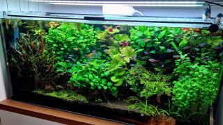 Toto akvárium sme založili pred 4 rokmi pre zákazníka, ktorý sa počas tých rokov stal kamarátom. Akvárium je súčasťou...